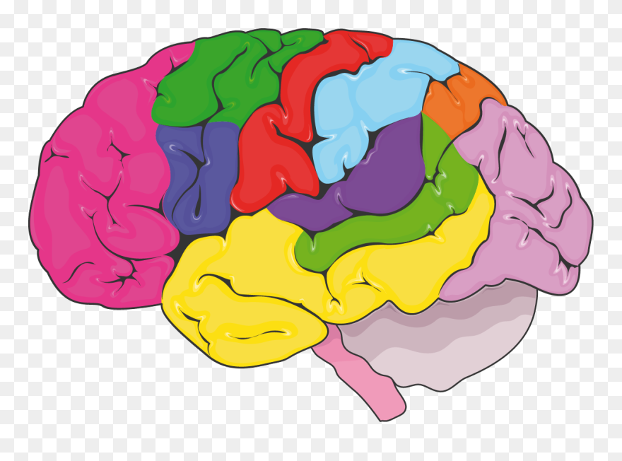 Cerveau Zones Fonctionnelles - Nervous System Clipart