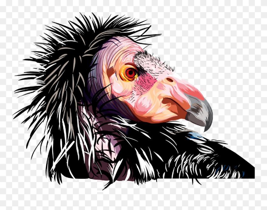 Condor Copy Clipart