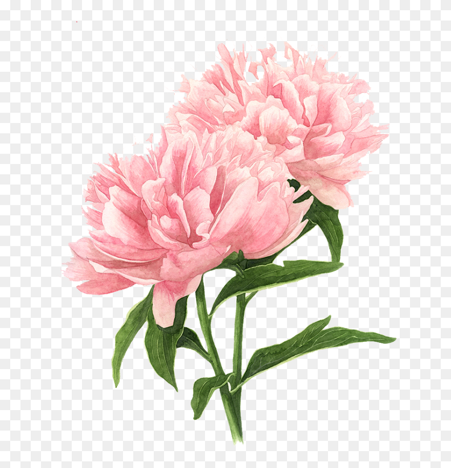 Pink Peony Watercolor Flowers Painting Drawing Clipart - Peony Watercolor Painting - Png Download