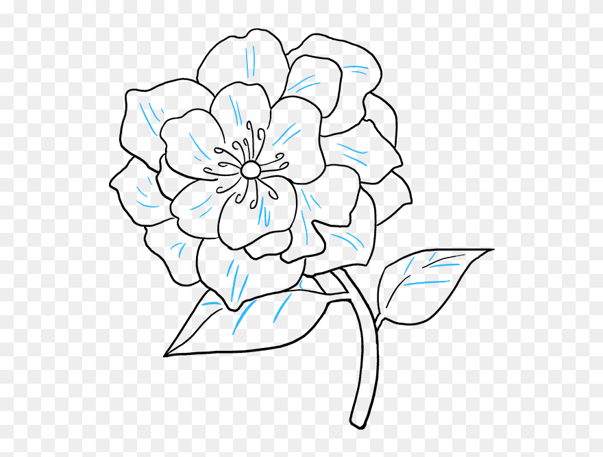 Transparent Flower Drawing Png - National Flower Of Nepal Drawing Clipart