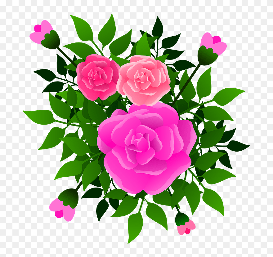 Pink,flower,prickly Rose - Hybrid Tea Rose Clipart