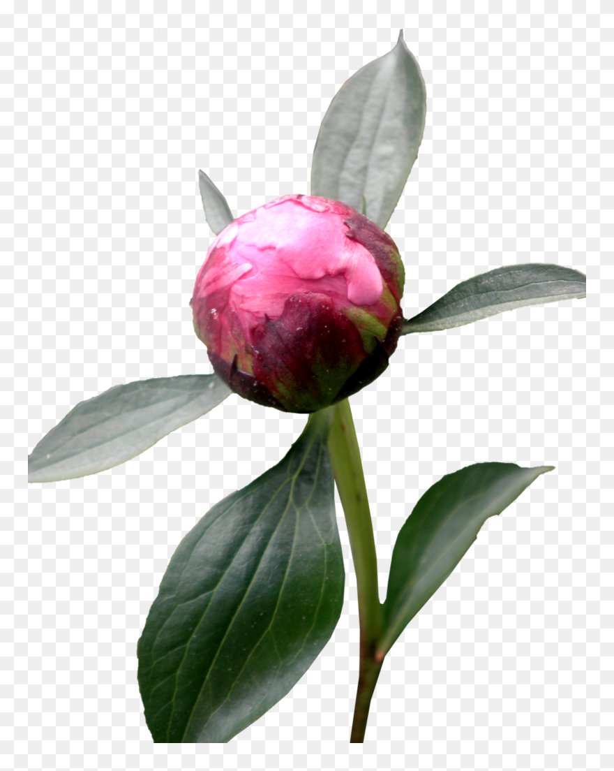 Peony Png Hd - Peony Png Leave Clipart