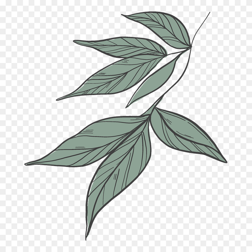 Peony Leaves Clipart - Png Download