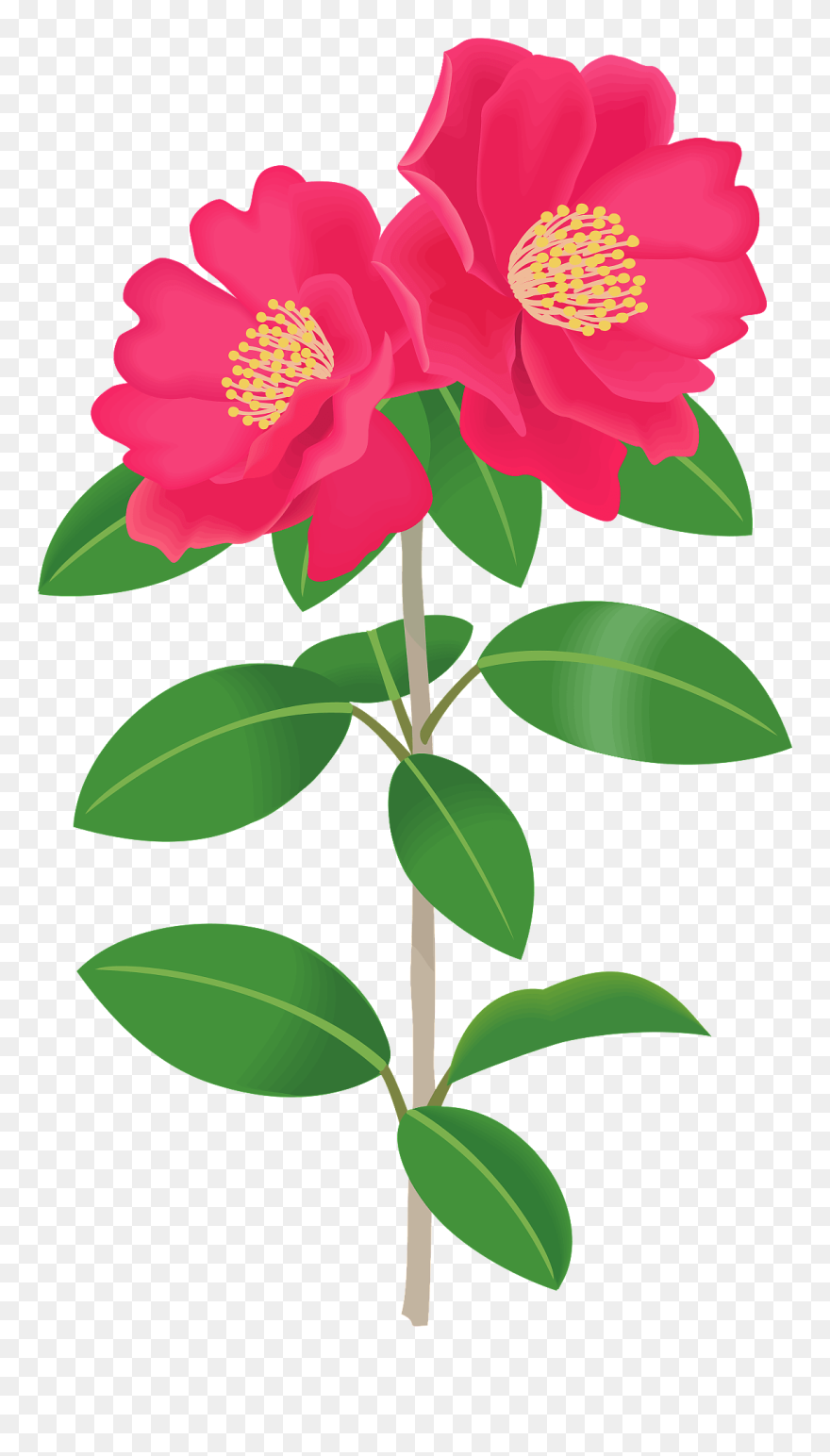 Wild Peony Clipart