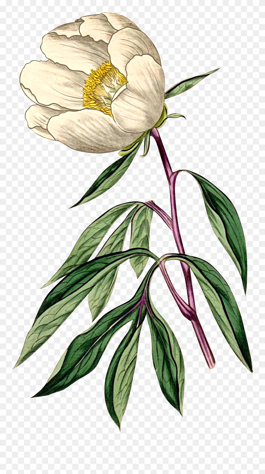 Paeonia Albiflora Clipart
