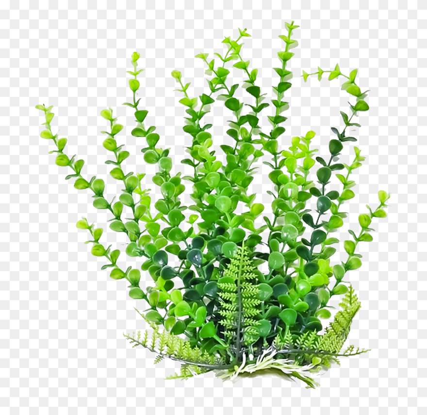 Bushes Clipart Aquarium Plant - Transparent Aquatic Plants Png