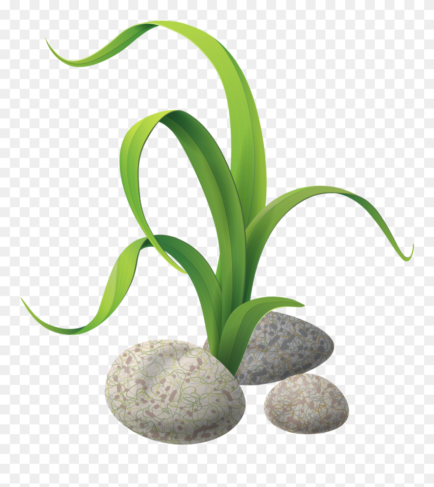 Fish Tank Decorations Clipart Graphic Download Algae - Seaweed Drawong - Png Download