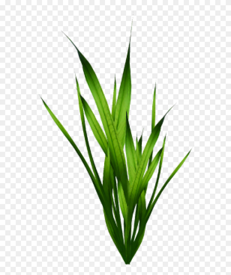 Seaweed Png Clipart