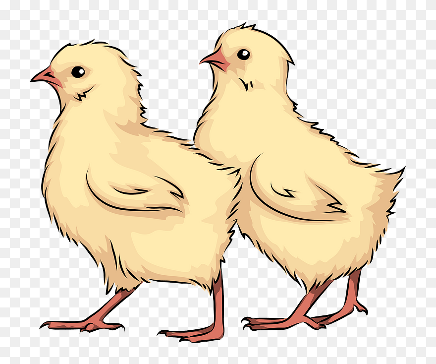 Chicks Clipart - Chicken - Png Download