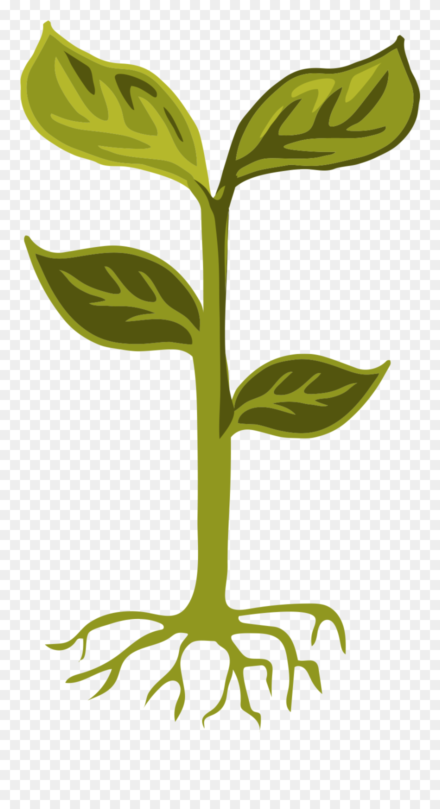 Clip Art - Png Download