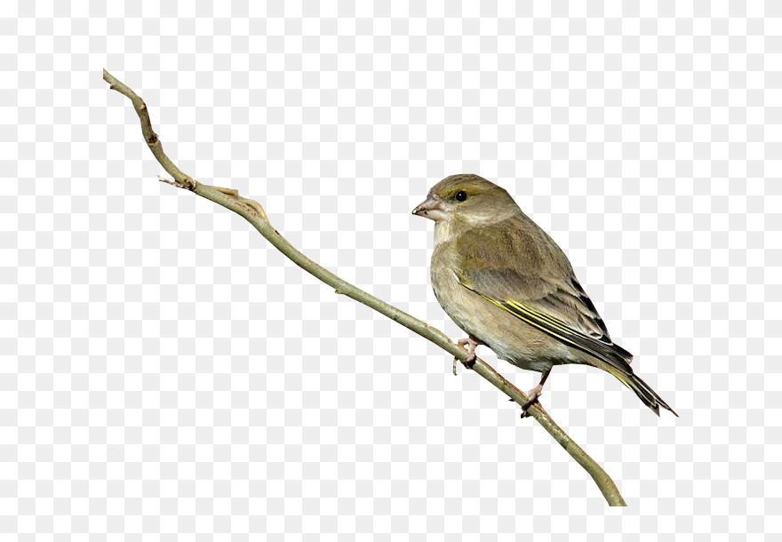 Birds Transparent Clear Background - Greenfinch Png Clipart