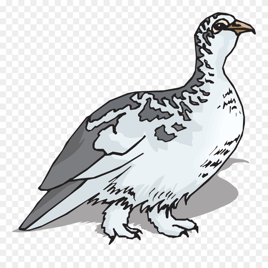 Ptarmigan Clip Art - Ptarmigan Clipart - Png Download