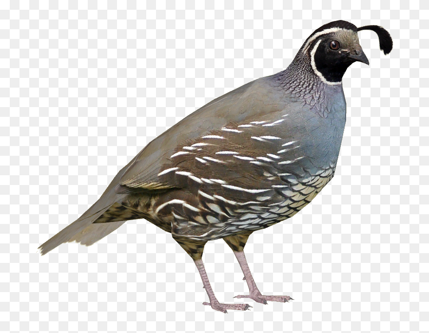 Californian Quail M - Quail Cartoon Transparent Clipart (#5471199