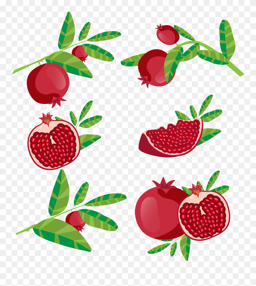 Pomegranate Clipart Branch - Delima Vector - Png Download