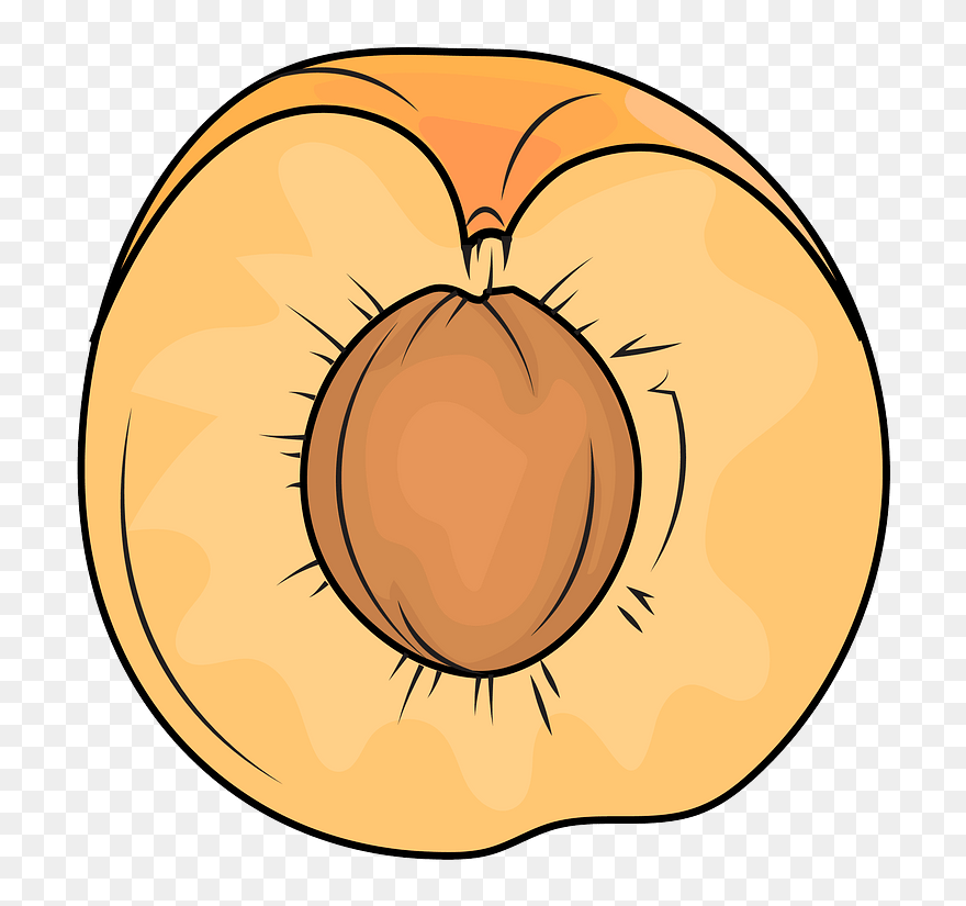 Cut Apricot Clipart - Circle - Png Download