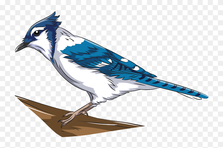 Blue Jay Clipart - Blue Jay - Png Download