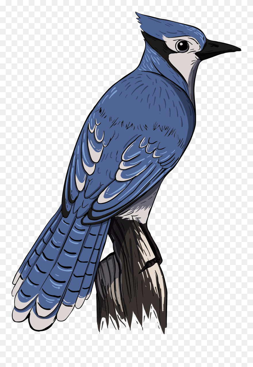 Blue Jay Transparent Clipart
