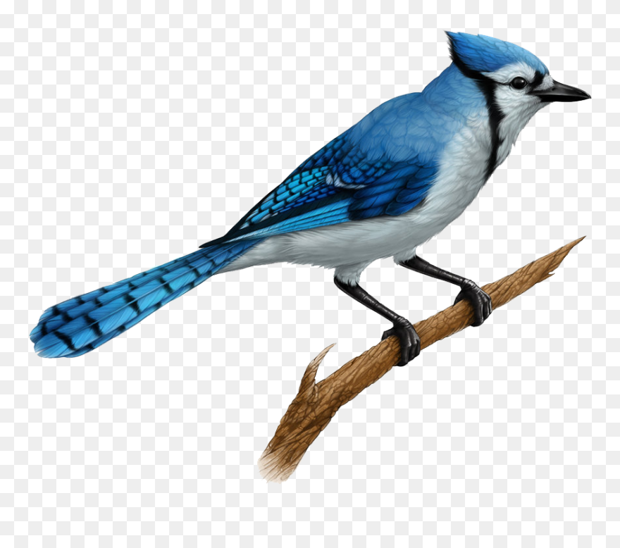 Jay Clipart Transparent - Blue Jays Birds Drawing - Png Download