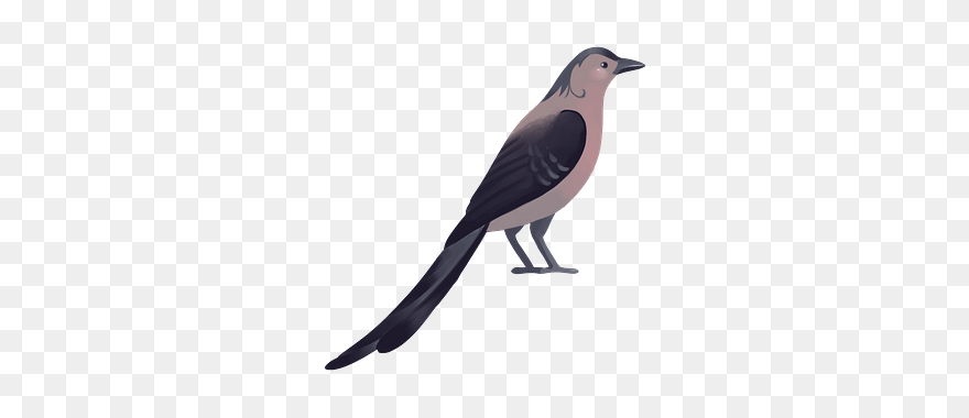 Blue Jay Clipart - Northern Mockingbird - Png Download