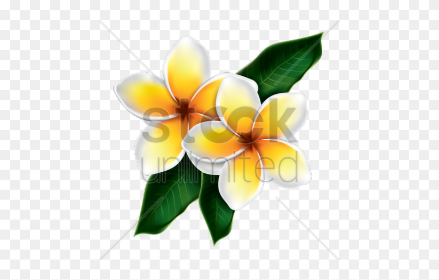 Kamboja Vector Clipart