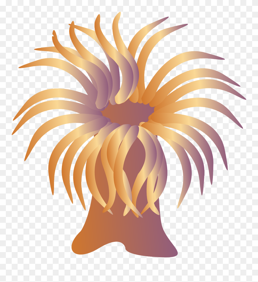 Clip Art Sea Anemone - Png Download