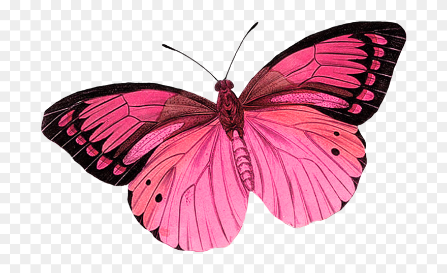 Butterfly Clipart Photo By - Transparent Butterfly No Background - Png Download