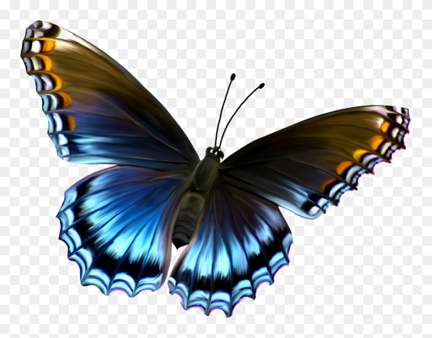 Butterflies Transparent Png Pictures - Butterfly Images Hd Download Clipart
