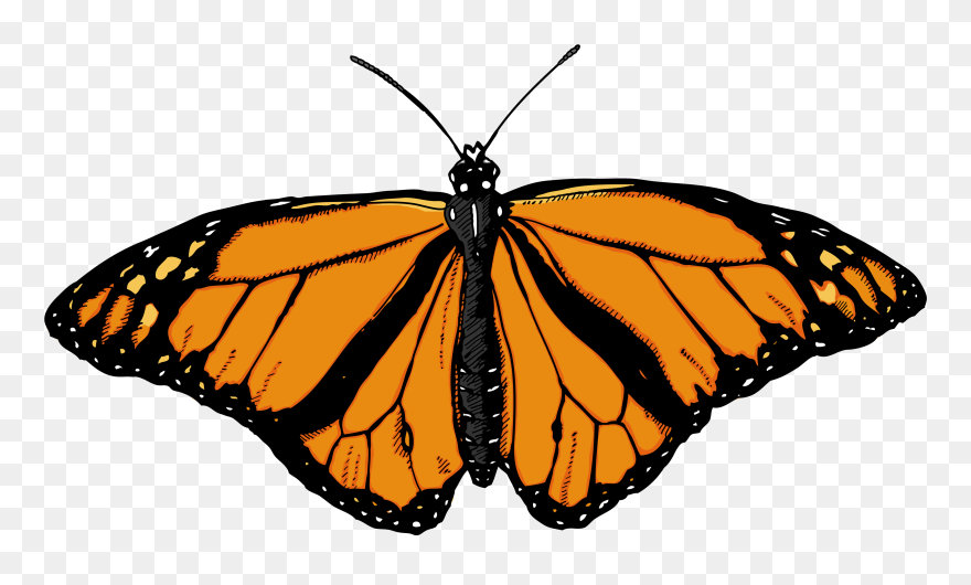 Monarch Butterfly Clip Art - Butterfly With White Background - Png Download