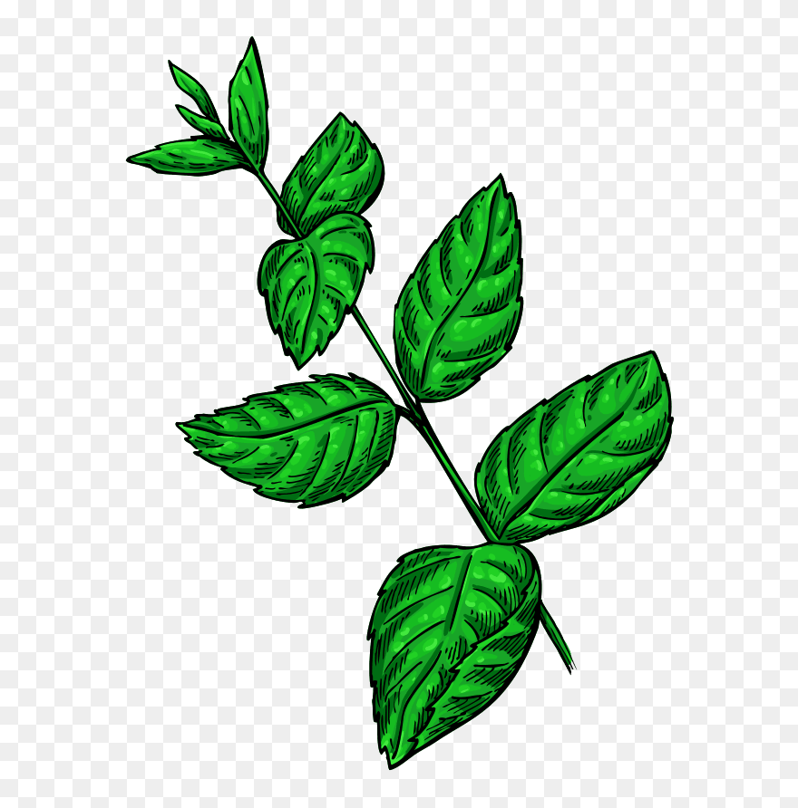 Illustration Clipart