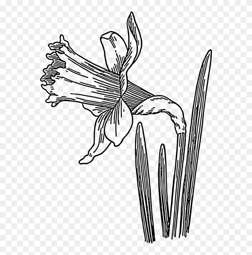 Transparent Daffodil Flower Black And White Flora Clipart - Daffodils Clipart Black And White - Png Download