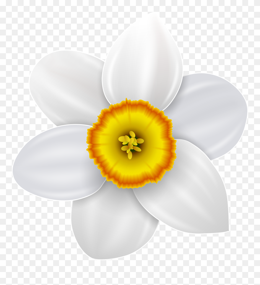 Narcissus Transparent Png Clip Art Image