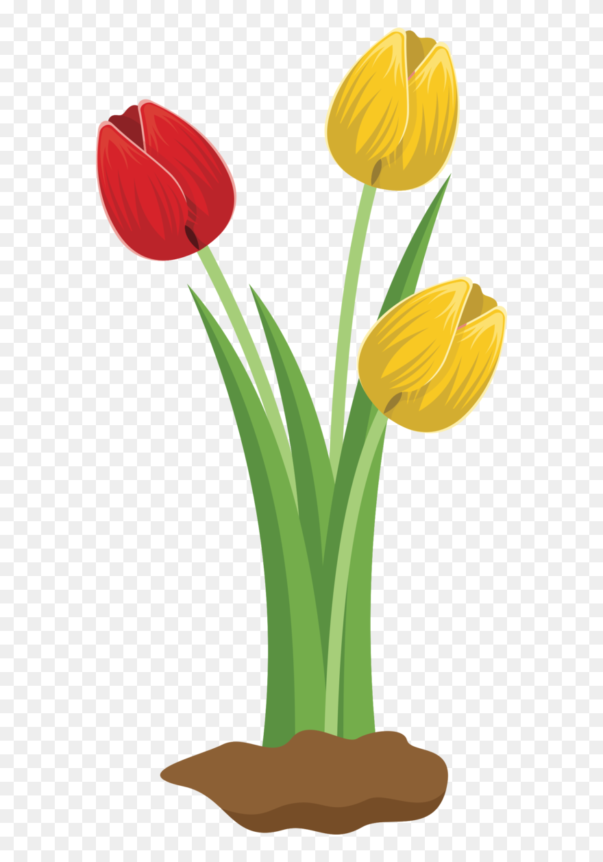 Transparent Tulip Flower Plant Tulip Clipart For Flowers - Flower Tulip Clipart - Png Download