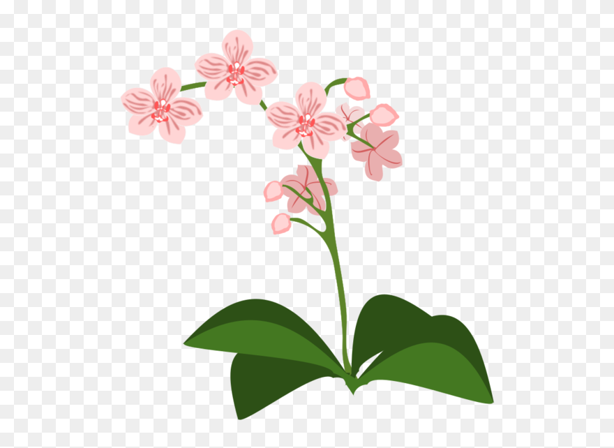 Transparent Orchid Flower Plant Flora Clipart For Flowers - Orchidée Clipart - Png Download