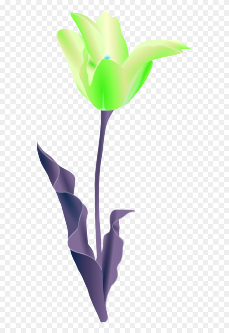 Transparent Tulip Flower Plant Flora Clipart For Flowers - Tulip Clip Art - Png Download