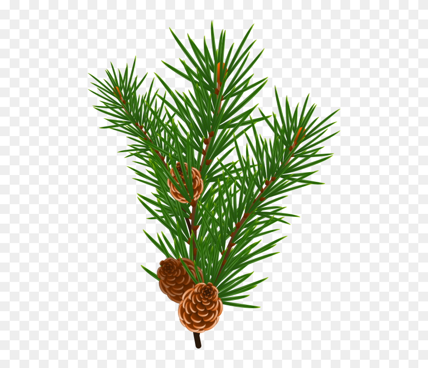 Loblolly Pine Tree Branch Clipart Clipart Transparent - Sweet Smell Of Christmas Printables - Png Download