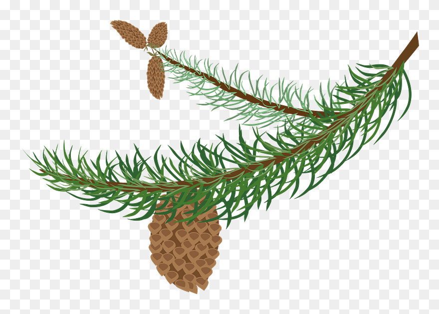 Fir Branch With Cones Clipart - Clipart Winter Tree Branch - Png Download