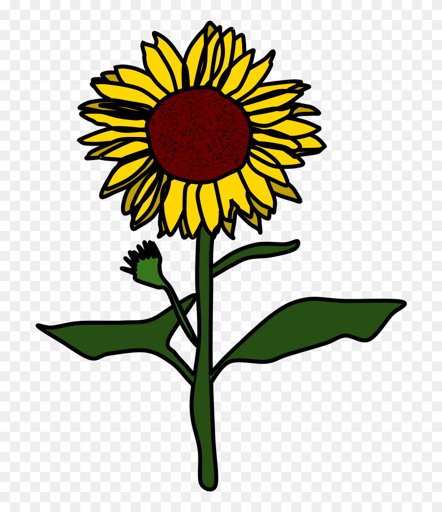 Sunflower, Yellow, Brown - Sunflower Black And White Cartoon Clipart