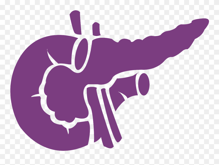 Pancreas Noun 959960 7b3d80 - Pancreatic Logo Clipart