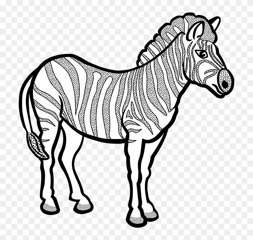 Zebra In Black And White Vector Drawing - Black And White Zebra Clipart - Png Download
