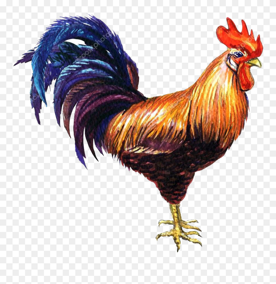 Cock Png Clipart - Cock Images Clip Art Transparent Png