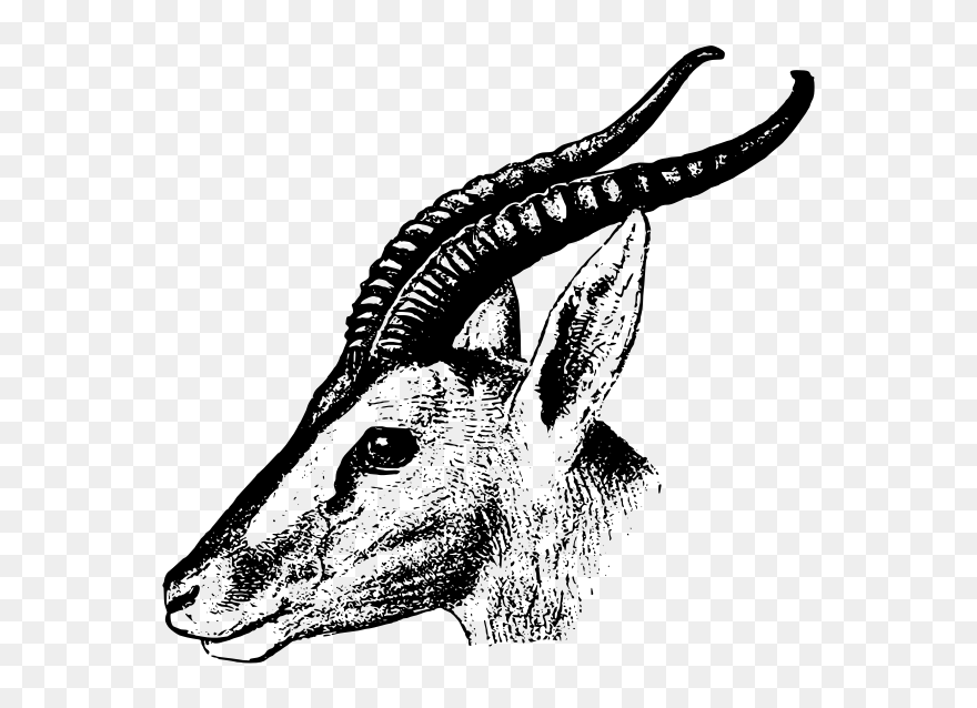 Soemmerrings Gazelle - Gazelle Black And White Animal Clipart