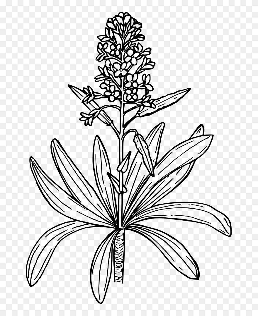 Mustard Plant Drawing Easy Clipart
