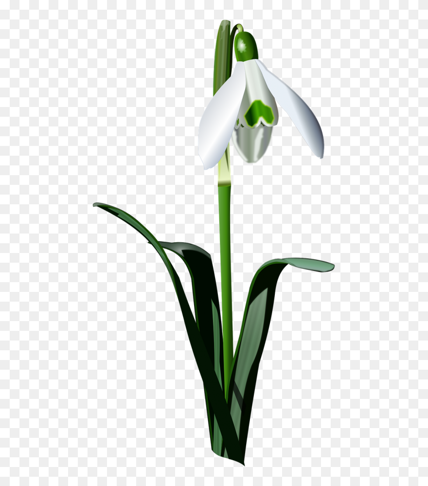 Snowdrop Png Clipart