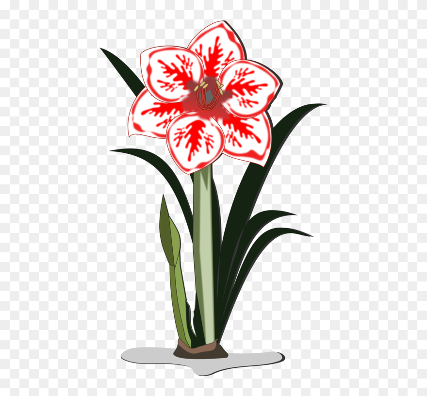 Dogwood Vector Realistic - Flower Amaryllis Cartoon Clipart