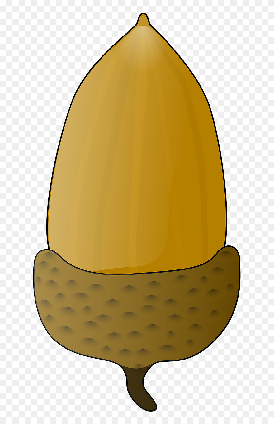 Acorn Vector Illustration - Acorn Clip Art - Png Download
