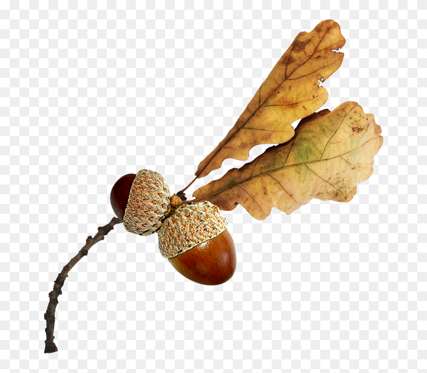 Acorn Clipart