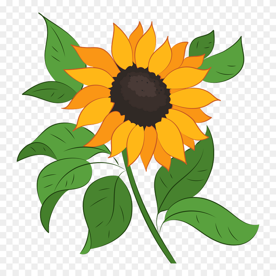 Sunflower Clipart - Sunflower - Png Download