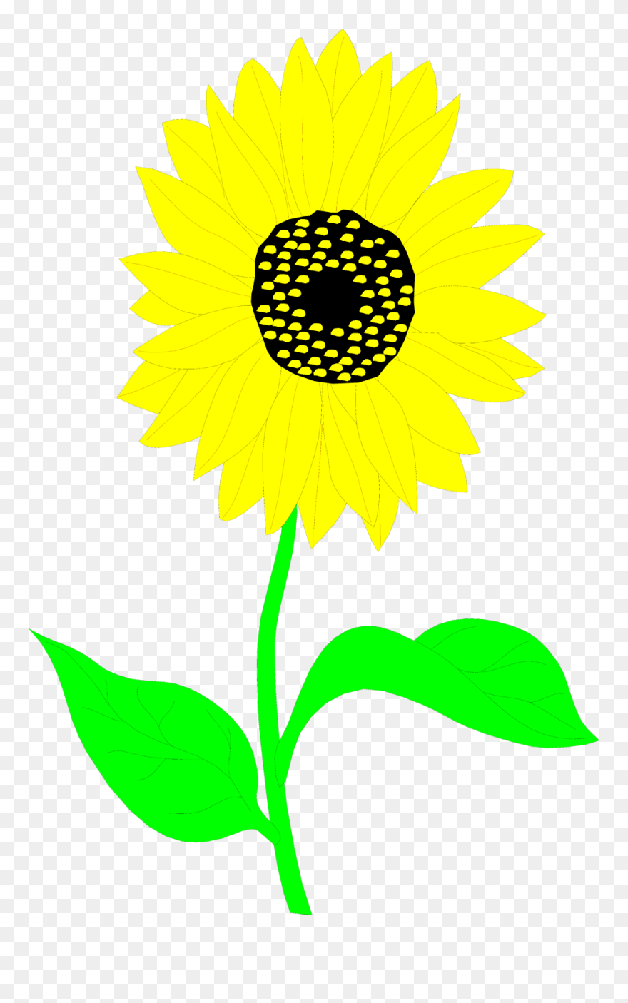Common Sunflower Drawing Clip Art - Clip Art - Png Download