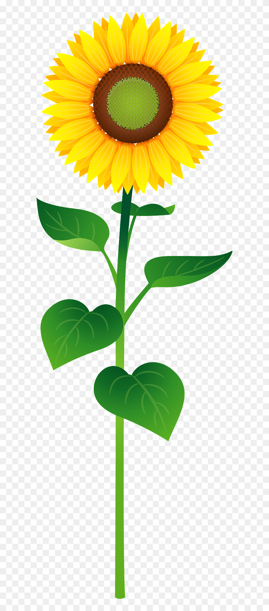 Sunflower Flower Clipart - 1 本 の 花 - Png Download