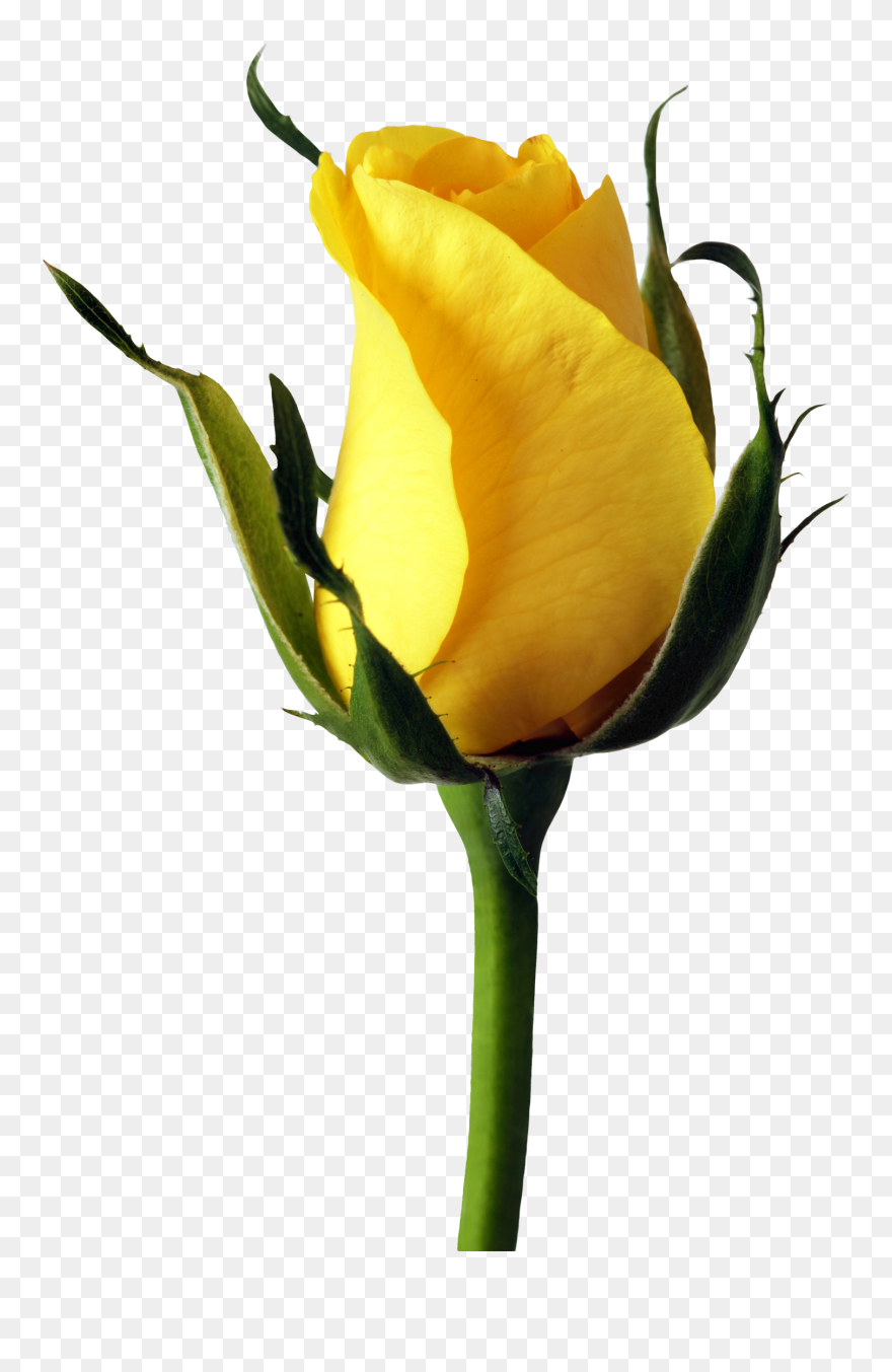 Free Yellow Rose Png Clipart